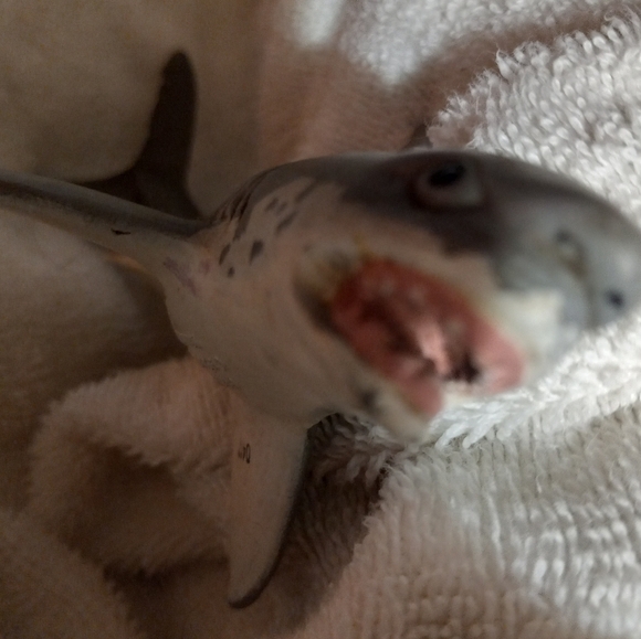 Vintage Shark Toy - Picture 3 of 11